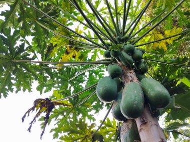 Büyük tropikal yapraklarla çevrili gövde boyunca büyüyen olgunlaşmamış yeşil papaya meyveleriyle dolu bir papaya ağacının alçak açılı görüntüsü.