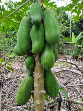 Büyük tropikal yapraklarla çevrili gövde boyunca büyüyen olgunlaşmamış yeşil papaya meyveleriyle dolu bir papaya ağacının alçak açılı görüntüsü.