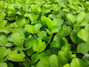 Zemini kaplayan yemyeşil yaprakların yakın plan görüntüsü