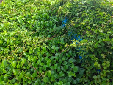 Zemini kaplayan yemyeşil yaprakların yakın plan görüntüsü