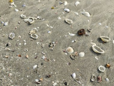 Dağınık deniz kabukları ve çeşitli şekil ve boyutlarda kabuk parçalarıyla kaplı kumlu sahilin yakın görüntüsü.
