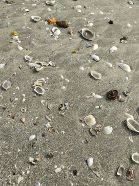 Dağınık deniz kabukları ve çeşitli şekil ve boyutlarda kabuk parçalarıyla kaplı kumlu sahilin yakın görüntüsü.