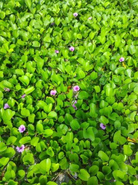 Yoğun, yemyeşil kumsal bitkilerinden oluşan bir halı kumlu zemine yayılıyor, küçük mor sabah çiçekleriyle benekli.