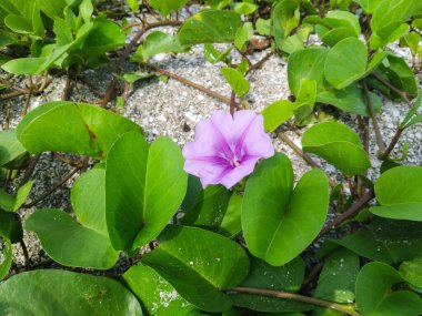 Narin, mor kumsalda sabah zaferi yemyeşil yaprakların arasında çiçek açar.