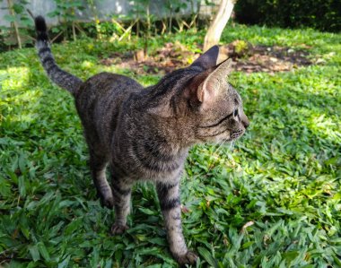 Yeşil gözlü bir tekir kedi yemyeşil çimlerin üzerinde zarif bir şekilde yürür.