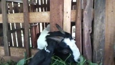 Ahşap bir ahırda taze yeşil yapraklar yiyen siyah beyaz bir keçinin yakın plan fotoğrafı.