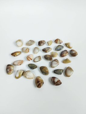 bembeyaz bir zemin üzerine rastgele dizilmiş çeşitli küçük istiridye kabukları düz konum