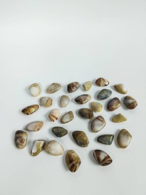 bembeyaz bir zemin üzerine rastgele dizilmiş çeşitli küçük istiridye kabukları düz konum