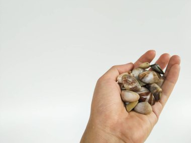 Temiz beyaz bir arkaplana karşı bir avuç midye kabuğunu tutan bir insan eli.