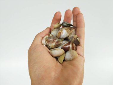 Temiz beyaz bir arkaplana karşı bir avuç midye kabuğunu tutan bir insan eli.
