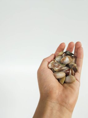Temiz beyaz bir arkaplana karşı bir avuç midye kabuğunu tutan bir insan eli.