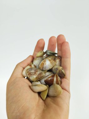 Temiz beyaz bir arkaplana karşı bir avuç midye kabuğunu tutan bir insan eli.