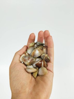 Temiz beyaz bir arkaplana karşı bir avuç midye kabuğunu tutan bir insan eli.
