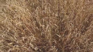 Altın bir çavdar tarlasının havadan görünüşü. Yazın altın çavdar tarlası