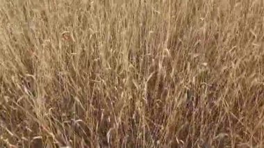 Altın bir çavdar tarlasının havadan görünüşü. Yazın altın çavdar tarlası