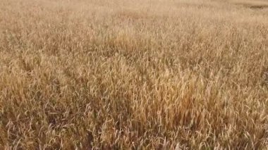 Altın bir çavdar tarlasının havadan görünüşü. Yazın altın çavdar tarlası