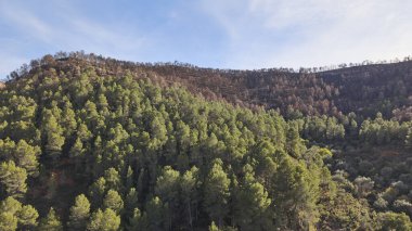 Havadan bakıldığında, orman yangınından sonra Akdeniz 'deki bir dağdaki yeşil çam ağaçları ile yanmış orman alanları arasındaki tezat görülüyor..