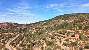 Açık mavi gökyüzünün altında zeytin ağaçları ve çam ağaçlarıyla kaplı Akdeniz tepelerinin havadan görünüşü. Teraslı yamaçlar ve dolambaçlı kırsal yol Valencia yakınlarındaki İspanyol kırsalının güzelliğini gösteriyor..