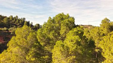 İspanya, Valencia yakınlarındaki Akdeniz yamacındaki yemyeşil çam ağaçlarının üzerinde uçan insansız hava aracı görüntüleri. Sahne, açık mavi bir gökyüzü altında ormanın doğal güzelliğini, güneş ışığını ve manzaranın ılık tonlarını yakalar..