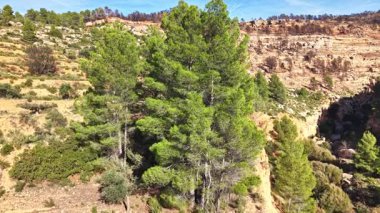 Havadan bakıldığında, orman yangınından sonra Akdeniz 'deki bir dağdaki yeşil çam ağaçları ile yanmış orman alanları arasındaki tezat görülüyor..