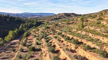 Açık mavi gökyüzünün altında zeytin ağaçları ve çam ağaçlarıyla kaplı Akdeniz tepelerinin havadan görünüşü. Teraslı yamaçlar ve dolambaçlı kırsal yol Valencia yakınlarındaki İspanyol kırsalının güzelliğini gösteriyor..