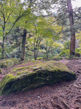Japonya 'daki Miyajima Adası' nda ağaçlar ve yeşilliklerle çevrili büyük yosun kaplı bir kaya..