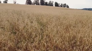 Altın bir çavdar tarlasının havadan görünüşü. Yazın altın çavdar tarlası