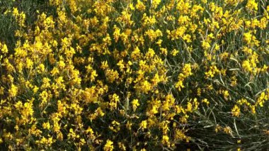 Sarı kır çiçekleri çiçek açmış.