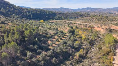 İspanya 'nın Akdeniz kırsalında çam ağaçları ve dağlarla çevrili zeytin ağaçlarının havadan görünüşü.