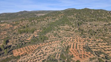 Açık mavi gökyüzünün altında zeytin ağaçları ve çam ağaçlarıyla kaplı Akdeniz tepelerinin havadan görünüşü. Teraslı yamaçlar ve dolambaçlı kırsal yol Valencia yakınlarındaki İspanyol kırsalının güzelliğini gösteriyor..