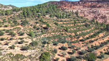 Açık mavi gökyüzünün altında zeytin ağaçları ve çam ağaçlarıyla kaplı Akdeniz tepelerinin havadan görünüşü. Teraslı yamaçlar ve dolambaçlı kırsal yol Valencia yakınlarındaki İspanyol kırsalının güzelliğini gösteriyor..