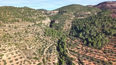 Açık mavi gökyüzünün altında zeytin ağaçları ve çam ağaçlarıyla kaplı Akdeniz tepelerinin havadan görünüşü. Teraslı yamaçlar ve dolambaçlı kırsal yol Valencia yakınlarındaki İspanyol kırsalının güzelliğini gösteriyor..