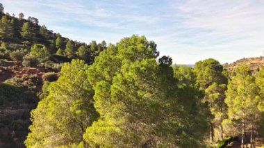 İspanya, Valencia yakınlarındaki Akdeniz yamacındaki yemyeşil çam ağaçlarının üzerinde uçan insansız hava aracı görüntüleri. Sahne, açık mavi bir gökyüzü altında ormanın doğal güzelliğini, güneş ışığını ve manzaranın ılık tonlarını yakalar..