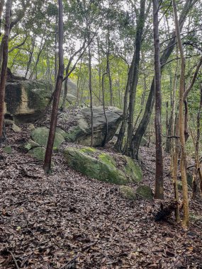 Japonya, Miyajima 'da yapraklarla kaplı orman zemininin ve yüksek ağaçlarla çevrili yosunlu kayaların manzarası..