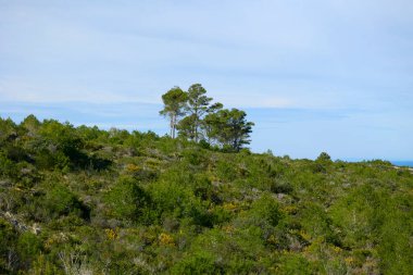 Mavi gökyüzünün altındaki yeşil tepede çam ağaçları.