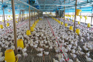 Modern bir kümes hayvanının içinde yoğun bir tavuk sürüsü..