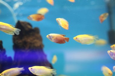 Mavi Akvaryumda Yüzen Renkli Ramiro Balığı