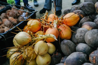 Altın sarısı ve kahverengi hindistan cevizleri de dahil olmak üzere yeni toplanmış hindistan cevizlerinin yakın plan görüntüsü sepetlerde bir arada sergilenmektedir. Görüntü tropikal meyve çeşitliliğini, hindistan cevizi çiftçiliğini ve tropikal tarımda hasat sonrası süreçleri temsil etmektedir. Fikir.