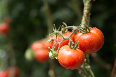 Sarmaşıkta yetişen, tatlı su damlacıklarıyla kaplı olgun kırmızı domateslerin yakın çekimi. Görüntü, meyvenin doğal tazeliğini ve canlı rengini yakalar..