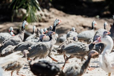 Bir grup hindi ve kaz.