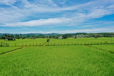 Açık mavi gökyüzünün altında dağınık bulutlar ve uzak tepelerle yeşil çeltik tarlalarının güzel manzarası. Sakin kırsal manzara Malezya 'da geleneksel pirinç tarımını yakalıyor.