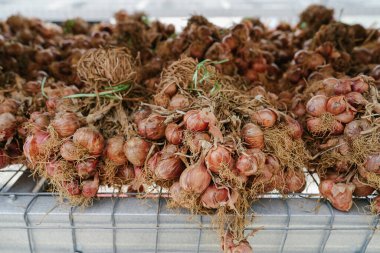 Taze toplanmış arpacık soğanlarının yakın plan çekimleri ve havalandırılmış bir kulübede kurutulmak üzere metal raflara dizilmeleri. Ampuller birbirine dolanmış kökleri olan doğal kahverengi ve kırmızımsı renkleri gösteriyor..