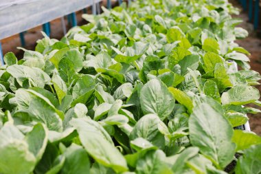 Yeşillik yeşil yapraklı sebzelerin organik bir sera çiftliğinde gelişimi yakın plan görüntüsü. Canlı bitkiler sürdürülebilir tarım uygulamaları ve kontrollü çevre koşulları altında sağlıklı büyümeyi yansıtıyorlar..