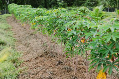 Tropikal tarım alanında iyi hazırlanmış toprakta yetişen bir dizi sağlıklı manyok (manioc) bitkisi. Genç bitkilerde, sürdürülebilir kökleri sembolize eden parlak yeşil yapraklar ve kırmızımsı kökler yer alıyor..