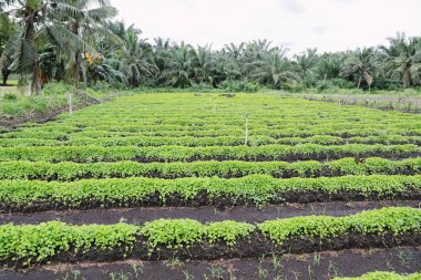 Genç sebze fideleri, tropik bir çiftlikte verimli topraklarda düzenli olarak yetişiyor. Görüntü, sürdürülebilir tarım ve palmiye ağaçlarıyla çevrili erken dönem ekin ekimini gösteriyor..