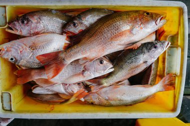 Sarı plastik bir sandıkta istiflenmiş taze yakalanmış balığın üst görüntüsü doğal renkler ve ham deniz ürünlerinin dokularını sergiliyor..