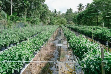 Organize sıralarda yetiştirilmiş yeşil biber bitkilerinin geniş görüşü politorba yetiştirmek ve tropikal bir çiftlikte kazıkları desteklemek. Modern tarım uygulamaları ve sürdürülebilir gösteriler