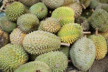 Yere yığılmış taze toplanmış Durian meyvelerinin yakın plan görüntüsü. Tropikal meyve hasadını vurgulayan dikenli durian derisinin detaylı dokusu