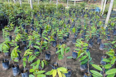 Sağlıklı genç Durian tohumları, tropikal bir bitkinin fidanlığında siyah polene ekilmiş..