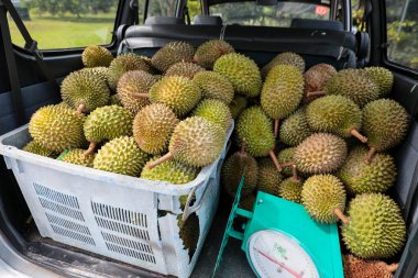 Taze toplanmış durian meyveleri tartı tartısı olan bir tarım aracının içinde plastik sandıkların içinde..
